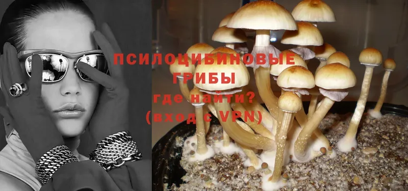 Галлюциногенные грибы Cubensis  Билибино 